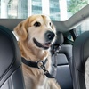 image:imageSpigen 2 in 1 Car Seat Belt Tether for Dogs Headrest amp Seatbelt Buckle  HighStrength Heavyduty Strap  Adjustable Antishock Bungee Leash