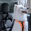 image:imageSpigen 2 in 1 Car Seat Belt Tether for Dogs Headrest amp Seatbelt Buckle  HighStrength Heavyduty Strap  Adjustable Antishock Bungee Leash